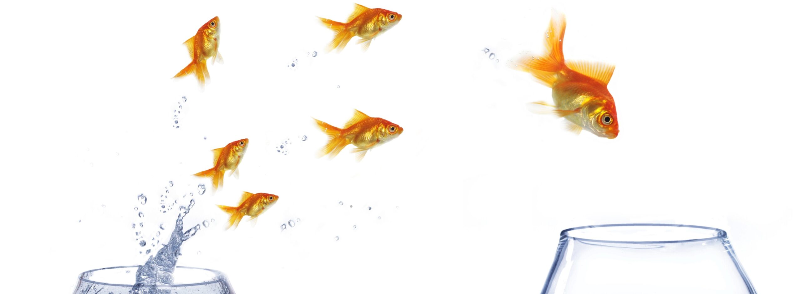 jump gold fish from aquarium to aquarium