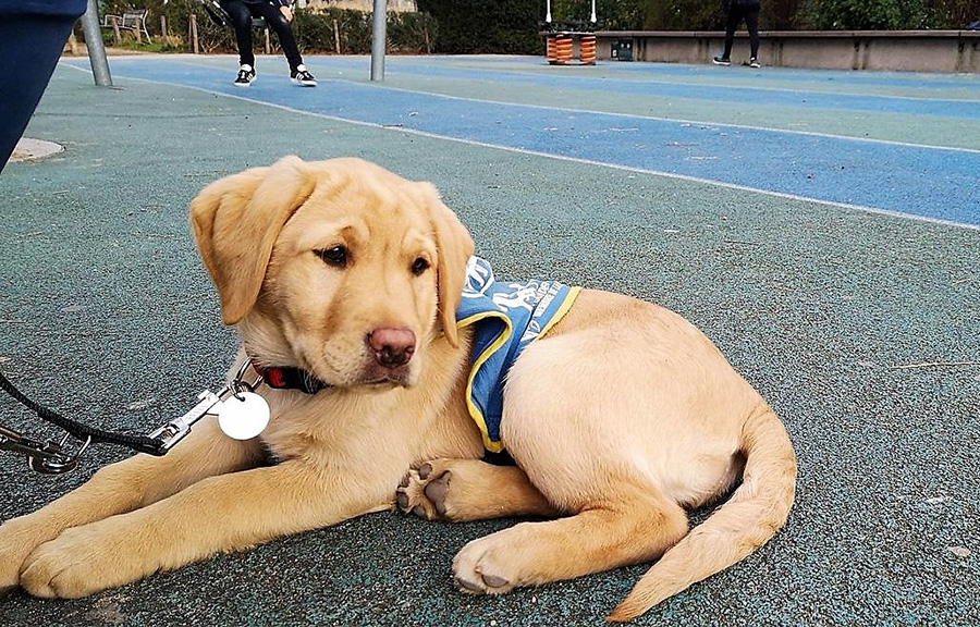 Un futur chien-guide à l’école